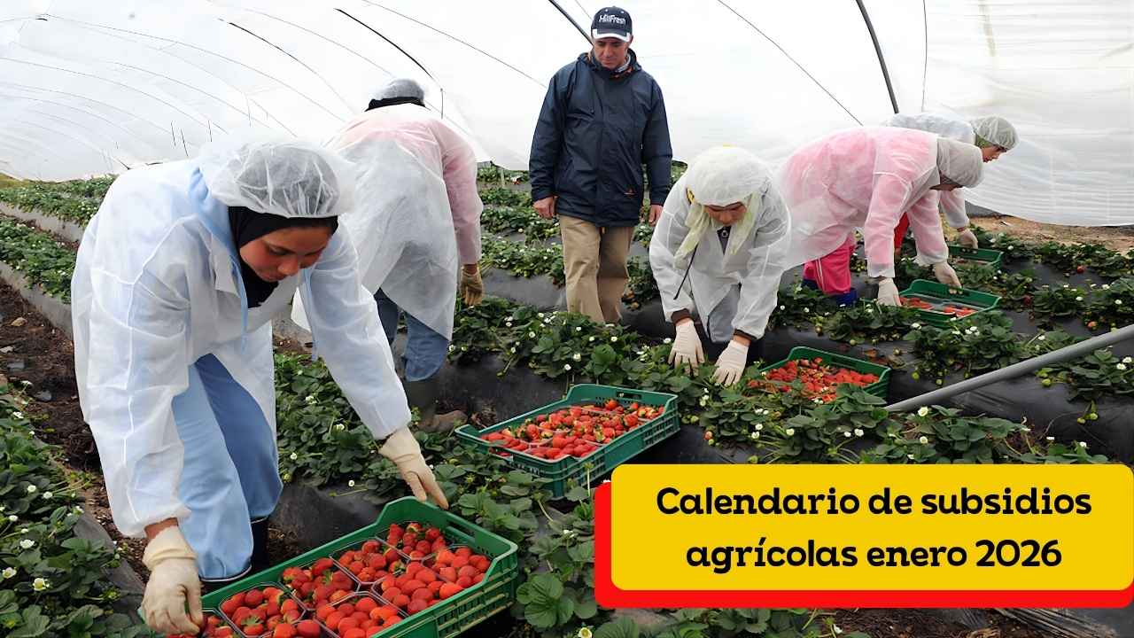 Calendario de subsidios agrícolas enero 2026: fechas oficiales de ingreso